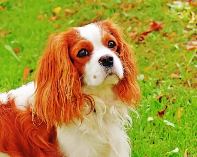 King charles cavalier dog painting by numbers.jpeg
