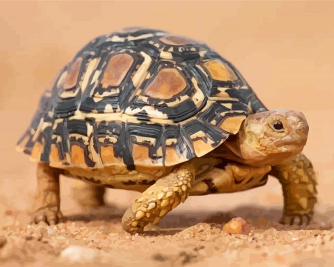 Leopard tortoise painting by numbers.jpeg