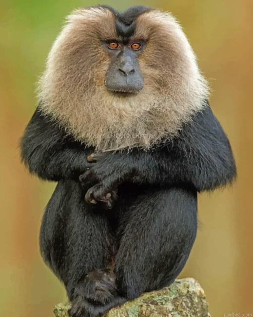 Lion tailed macaque painting by numbers.jpeg