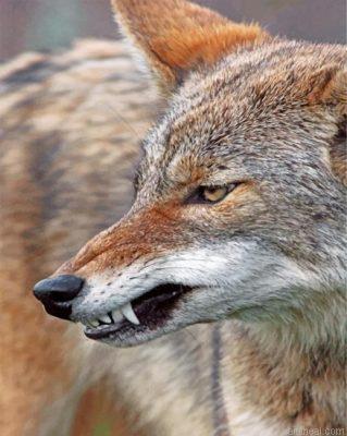 Mad coyote painting by numbers.jpeg