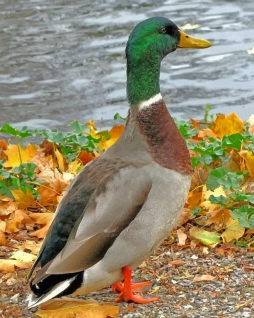 Mallard duck bird painting by numbers.jpeg