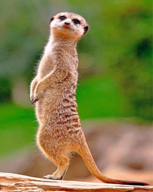 Meerkat animal painting by numbers.jpeg
