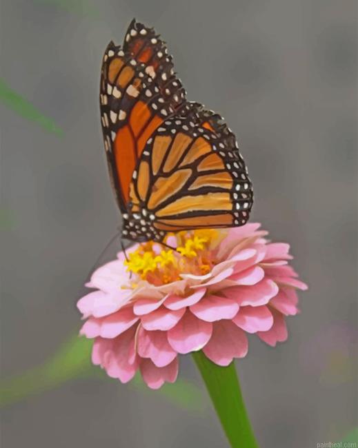 Monarch butterfly on a pink flower painting by numbers.jpeg