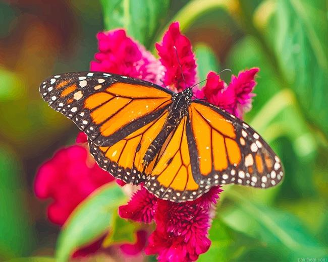 Monarch butterfly painting by numbers.jpeg