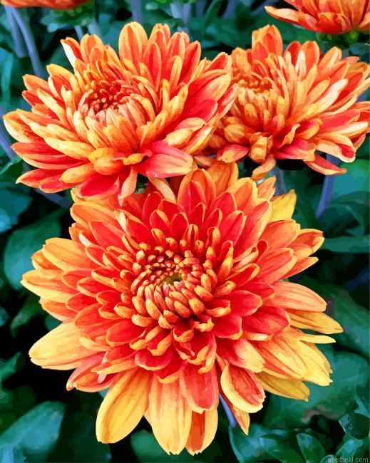 Orange chrysanthemum painting by numbers.jpeg