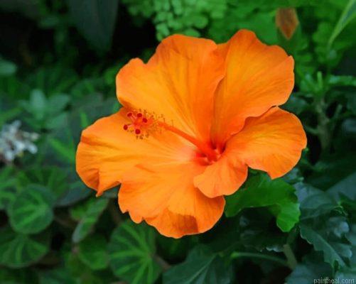 Orange hibiscus flower painting by numbers.jpeg