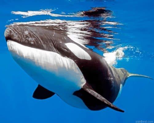 Orca whale painting by numbers.jpeg