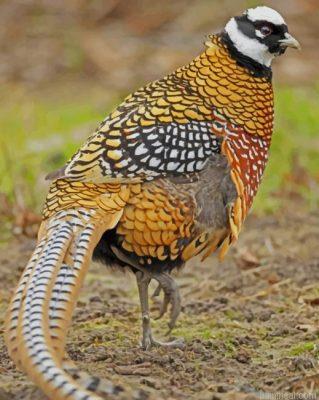 Pheasant bird painting by numbers.jpeg