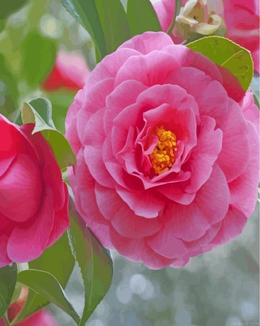 Pink camellia painting by numbers.jpeg