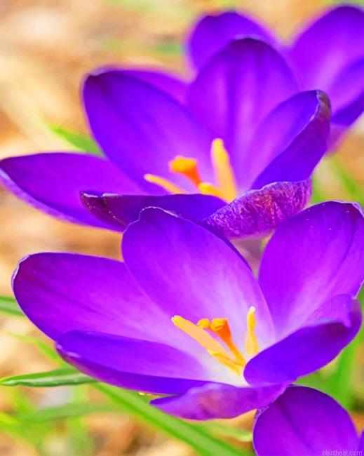 Purple flowers painting by numbers.jpeg
