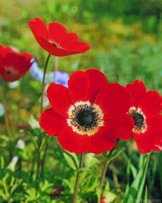 Red anemone flower painting by numbers.jpeg
