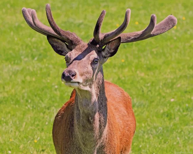 Red deer stag during daytime painting by numbers.jpeg