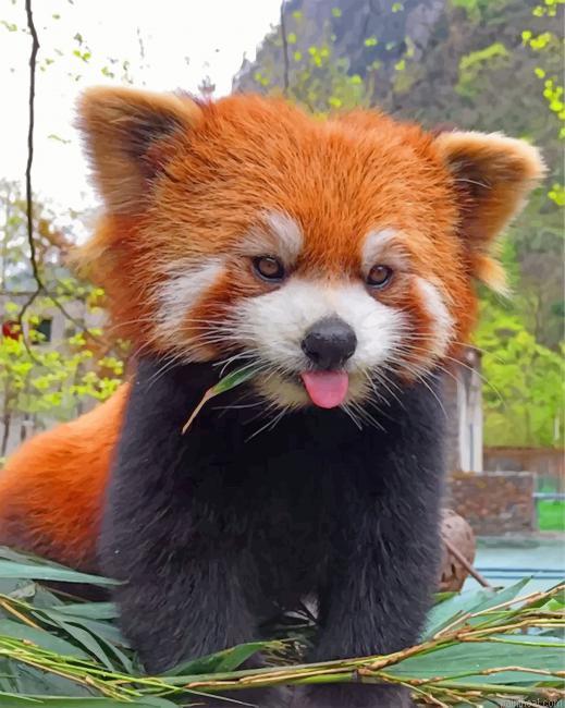Red panda painting by numbers.jpeg