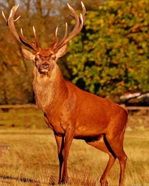Red stag deer painting by numbers.jpeg