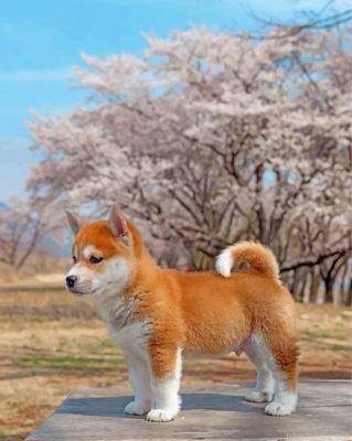 Sakura shiba inu dog painting by numbers.jpeg