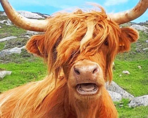 Scottish highland cow painting by numbers.jpeg