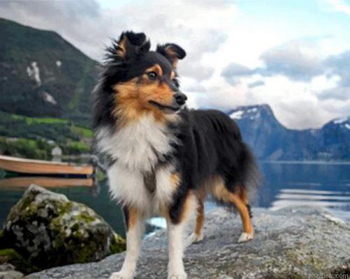 Sheltie dog animal painting by numbers.jpeg