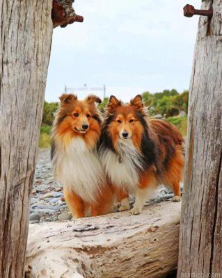 Shelties dogs painting by numbers.jpeg