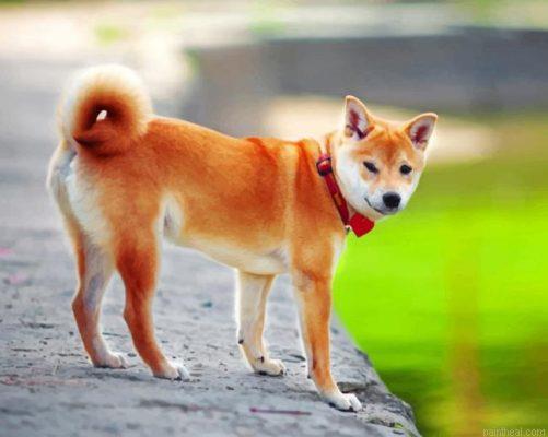 Shiba inu japanese dog painting by numbers.jpeg