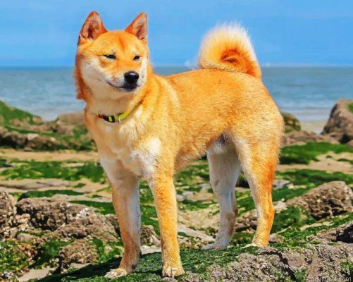 Shiba inu painting by numbers.jpeg