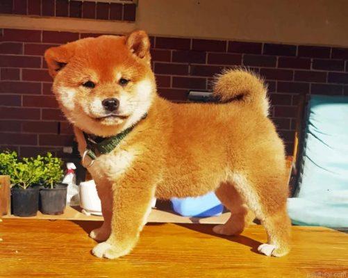 Shiba inu puppy painting by numbers.jpeg