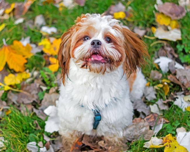 Shih tzu puppy painting by numbers.jpeg