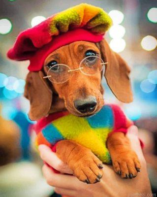 Stylish dachshund painting by numbers.jpeg