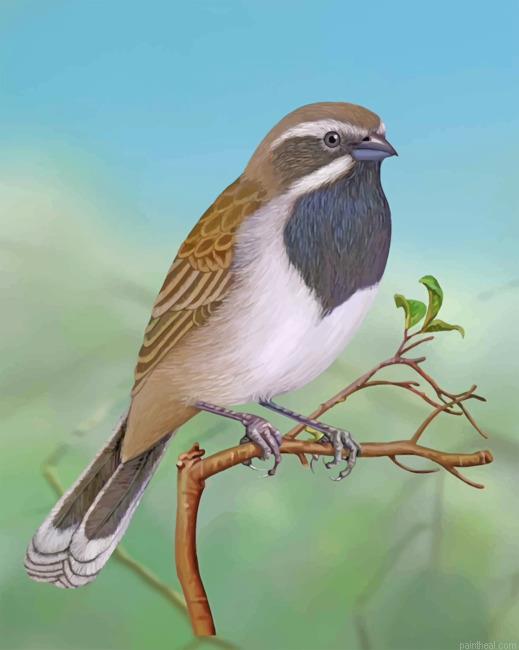Throated sparrow painting by numbers.jpeg