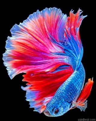 Tropical betta fish painting by numbers.jpeg