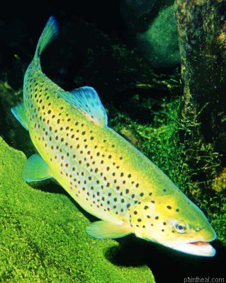 Trout fish painting by numbers.jpeg