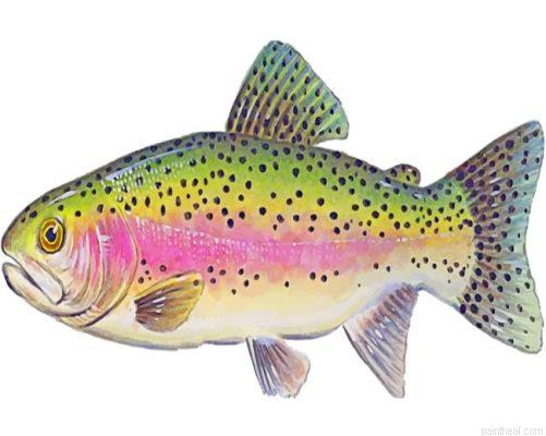 Trout illustration painting by numbers.jpeg