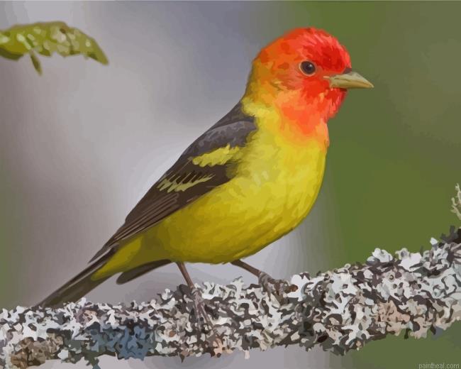 Western tanager painting by numbers.jpeg