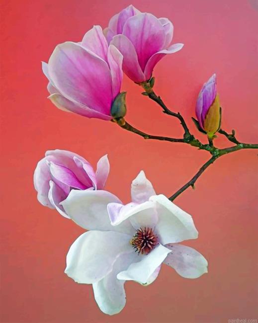 White and pink magnolia flowers painting by numbers.jpeg