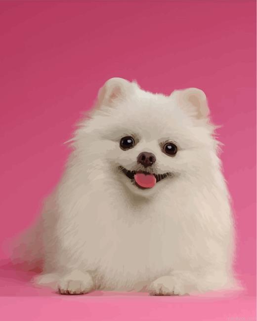 White pomeranian painting by numbers.jpeg
