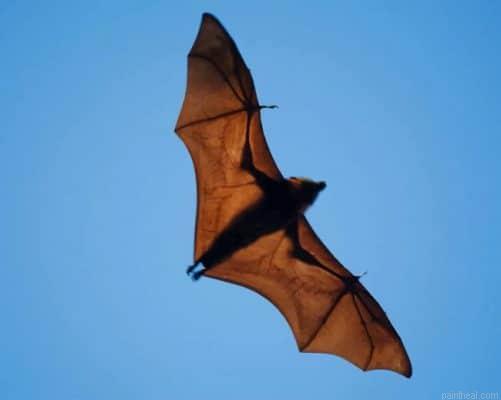Wide winged bat flies painting by numbers.jpeg