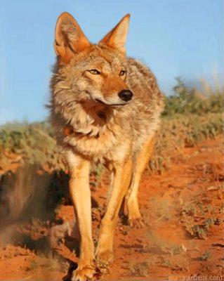 Wild coyote painting by numbers.jpeg