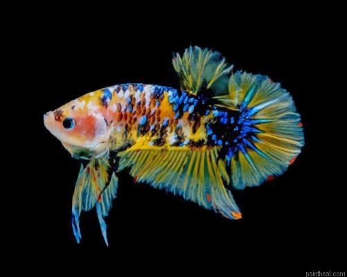 Yellow betta fish painting by numbers.jpeg