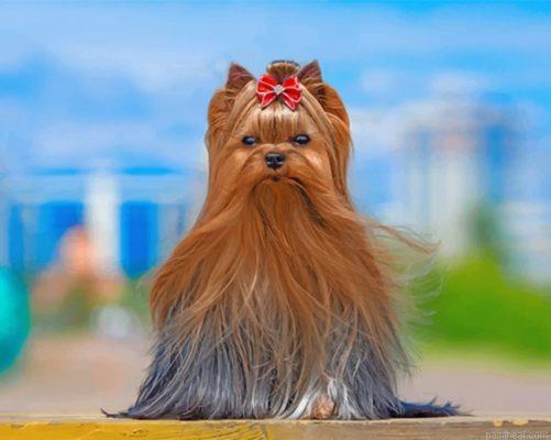Yorkshire terrier painting by numbers.jpeg