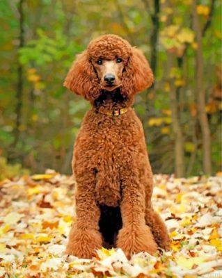 Brown poodle dog painting by numbers.jpeg