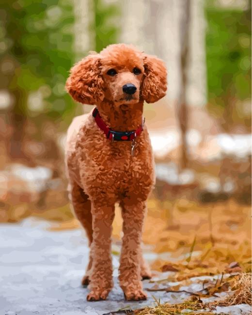 Brown poodle painting by numbers.jpeg