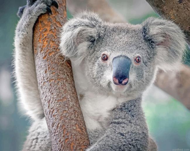 Cute koala painting by numbers.jpeg