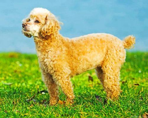 Cute poodle puppy painting by numbers.jpeg