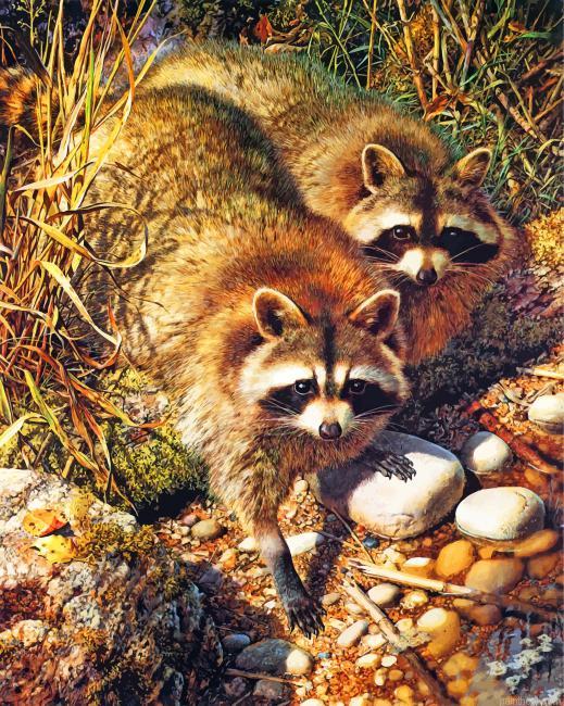 Cute raccoons painting by numbers.jpeg