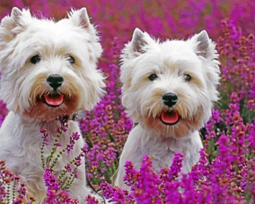 Cute west highland terriers painting by numbers.jpeg