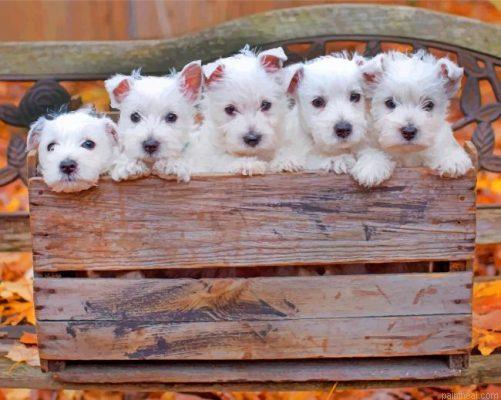 Cute westie puppies painting by numbers.jpeg