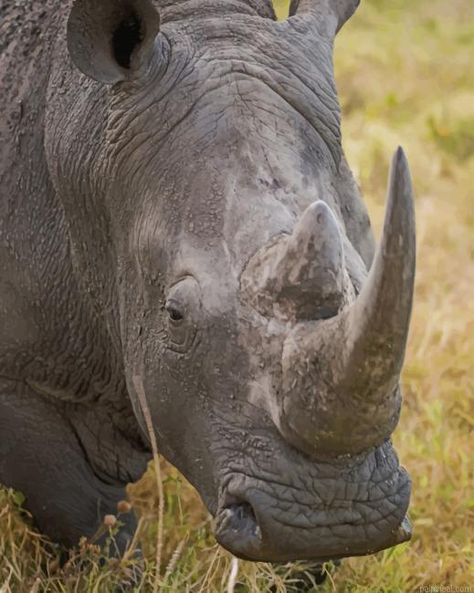 Gray rhino animal painting by numbers.jpeg