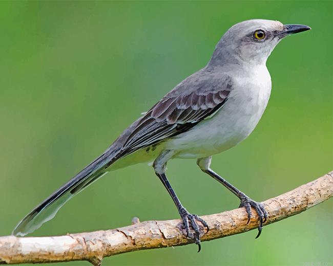 Mockingbird painting by numbers.jpeg