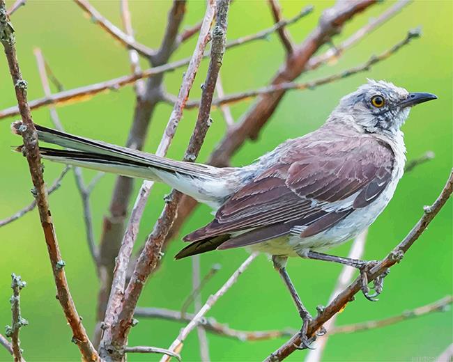 Northern mockingbird painting by numbers.jpeg
