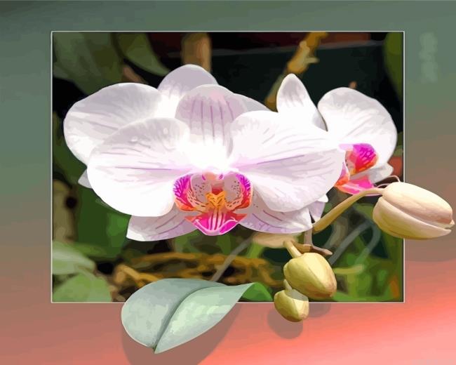 Orchid flowers painting by numbers.jpeg