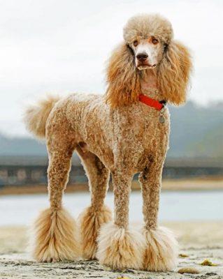 Poodle dog painting by numbers.jpeg